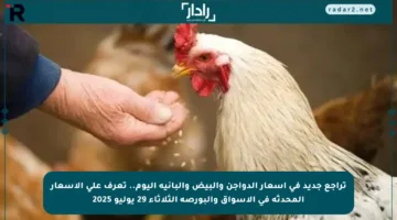 تراجع جديد في أسعار الدواجن والبيض والبانية اليوم.. تعرف على الأسعار المحدثة في الأسواق والبورصة الثلاثاء 29 يوليو 2025